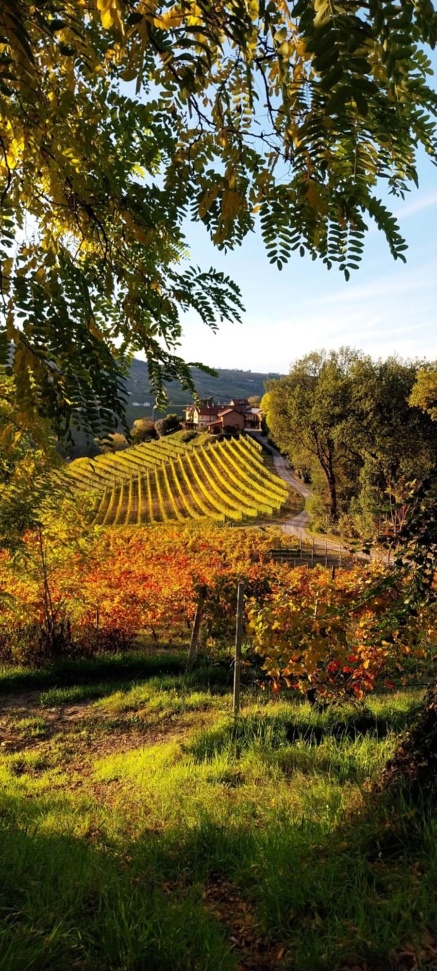 Tenuta Montanello B&B Castiglione Falletto Exteriér fotografie