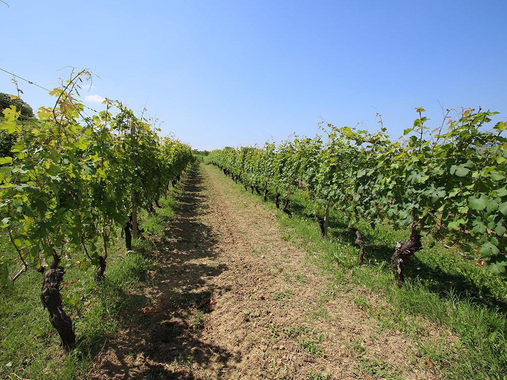 Tenuta Montanello B&B Castiglione Falletto Exteriér fotografie