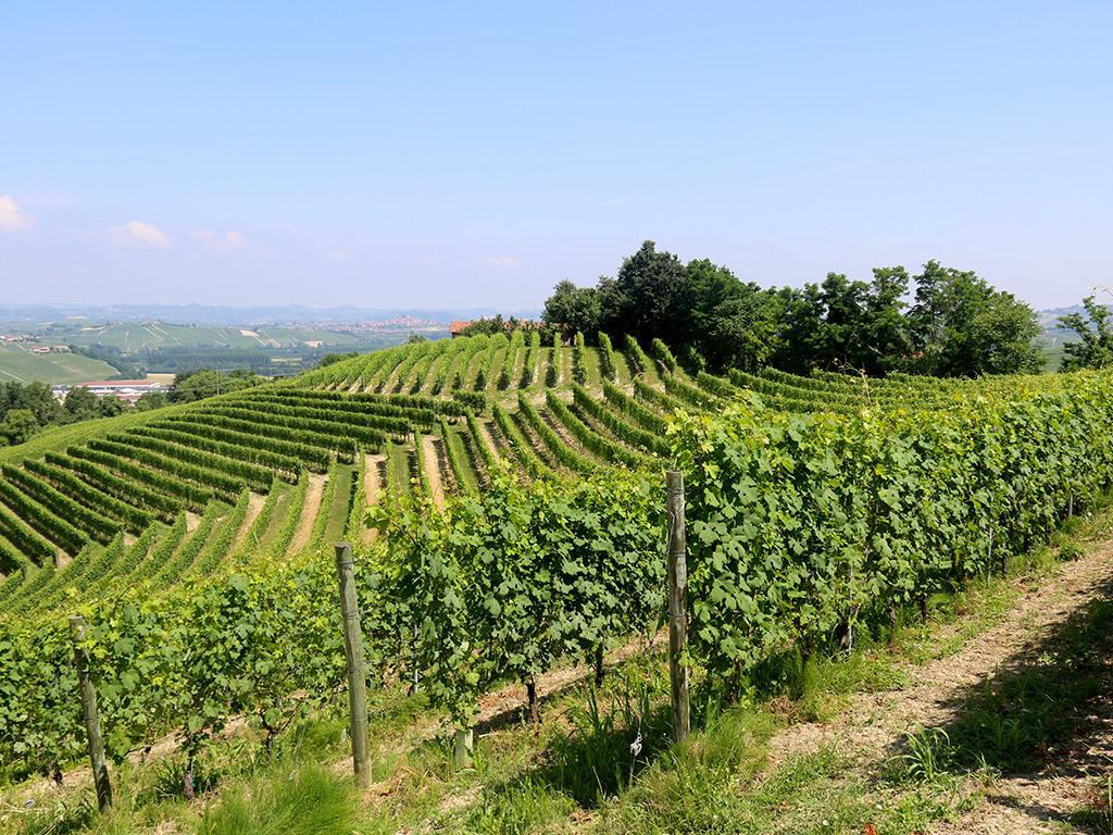 Tenuta Montanello B&B Castiglione Falletto Exteriér fotografie