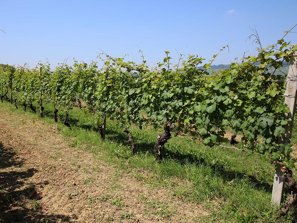 Tenuta Montanello B&B Castiglione Falletto Exteriér fotografie