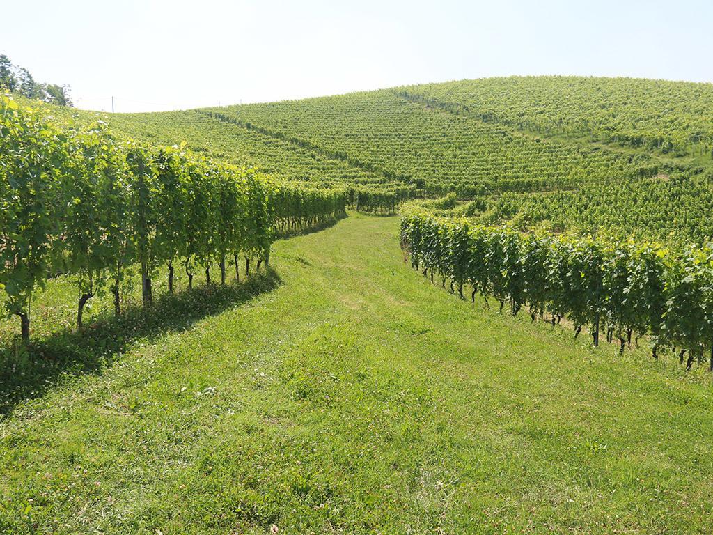 Tenuta Montanello B&B Castiglione Falletto Exteriér fotografie