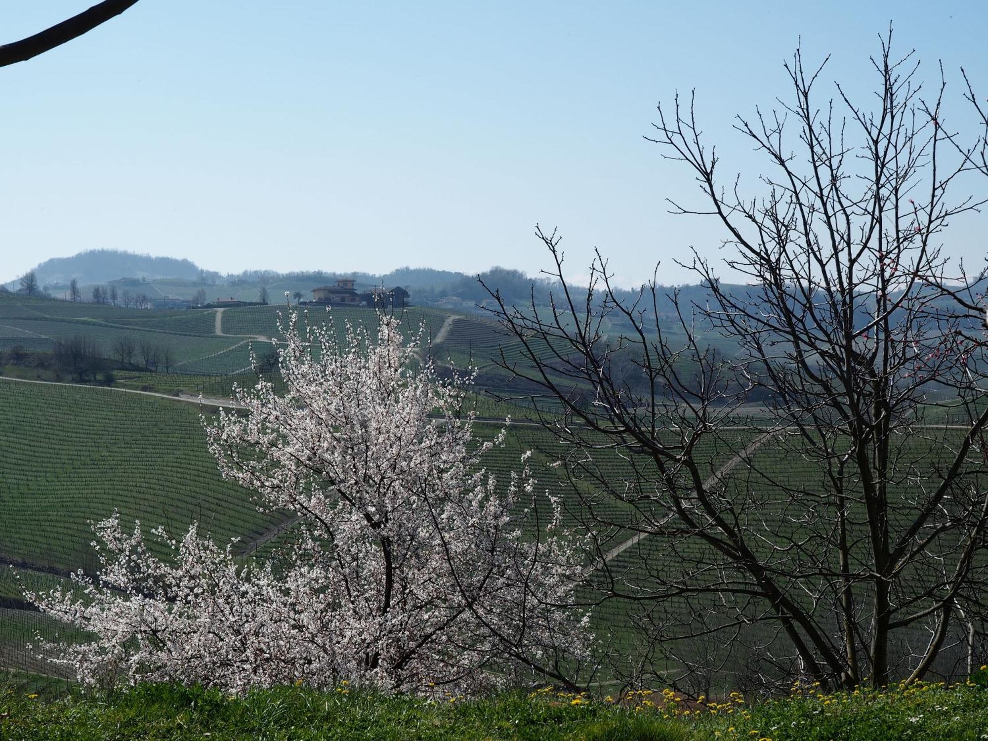 Tenuta Montanello B&B Castiglione Falletto Exteriér fotografie