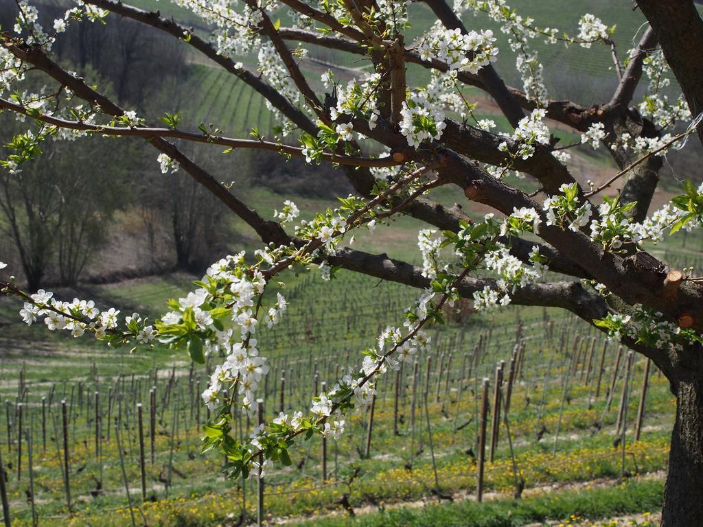 Tenuta Montanello B&B Castiglione Falletto Exteriér fotografie